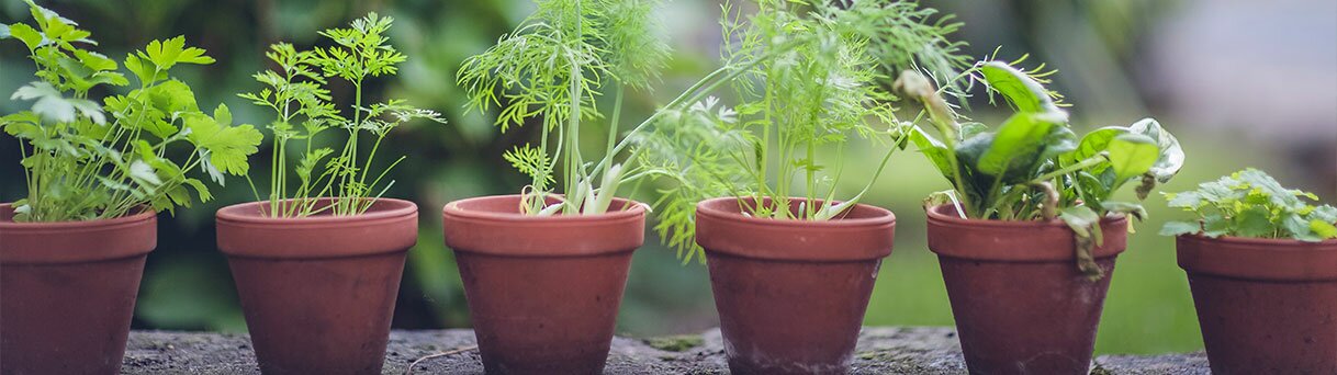 Kräuter anbauen und düngen - Dein eigenes Gewürz-Regal im Garten