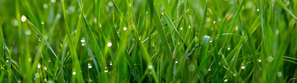 hesi hydro dünger HESI® | Wachstumsdünger