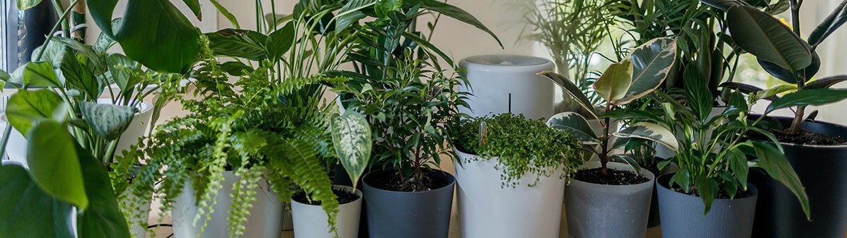 Zimmerpflanzen düngen