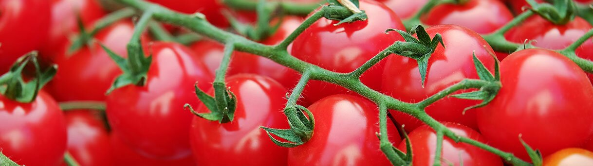 Tomaten düngen