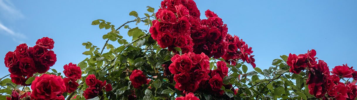 Rosen düngen