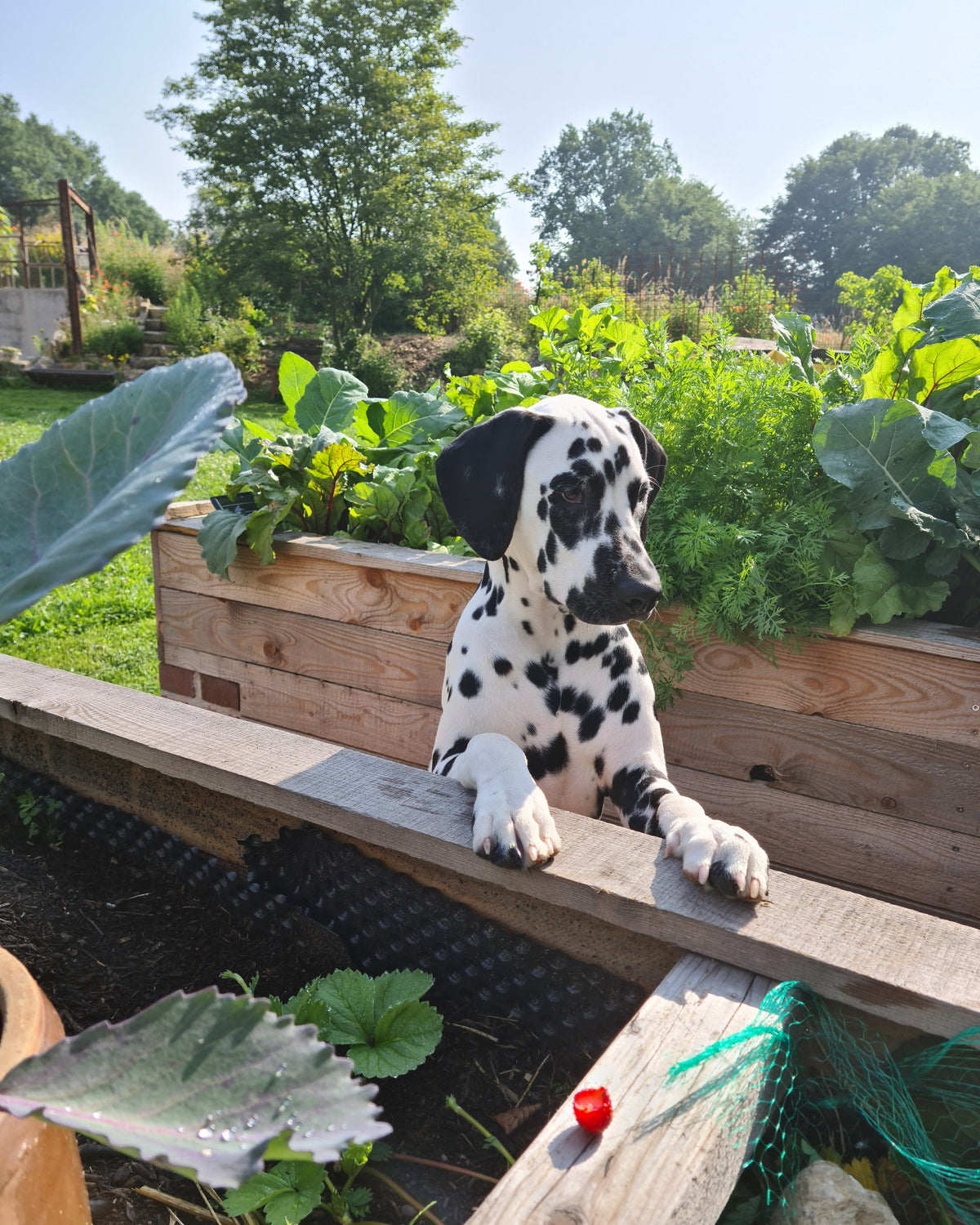 HKPÄDs 0,6 kg Blumendünger Tomatendünger Rosendünger